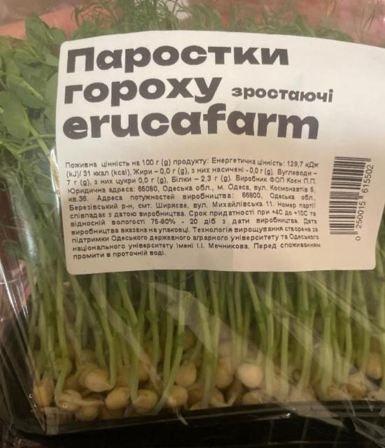 Фото - Ростки гороха растущие Erucafarm